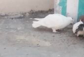 1 shirazi pair 1 lucky pair or 1 male only fore sale