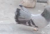 1 shirazi pair 1 lucky pair or 1 male only fore sale