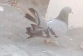 1 shirazi pair 1 lucky pair or 1 male only fore sale