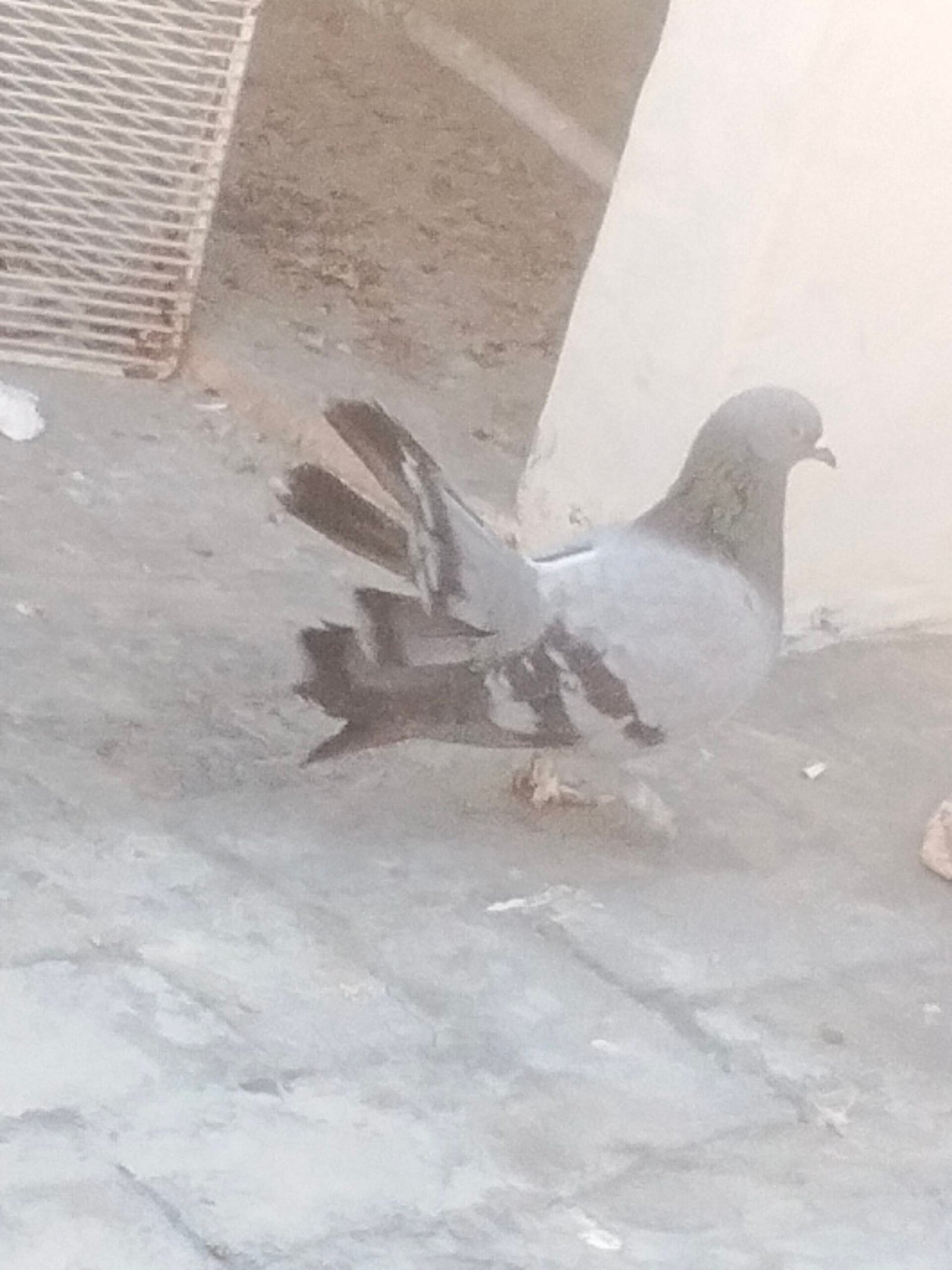 1 shirazi pair 1 lucky pair or 1 male only fore sale
