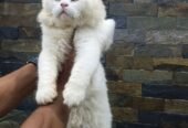 Persian cat quality breed for quality seeker