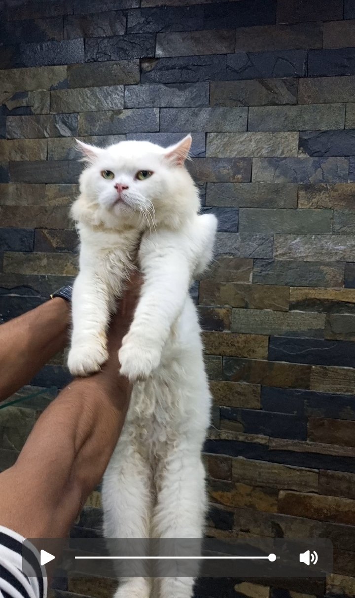 Persian cat quality breed for quality seeker