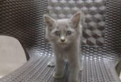 Kits