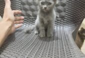 Kits