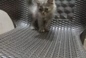 Kits