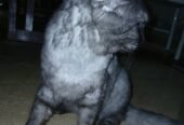 Persian Stud Male Cat for Sale – 2 Years Old, Charcoal Grey