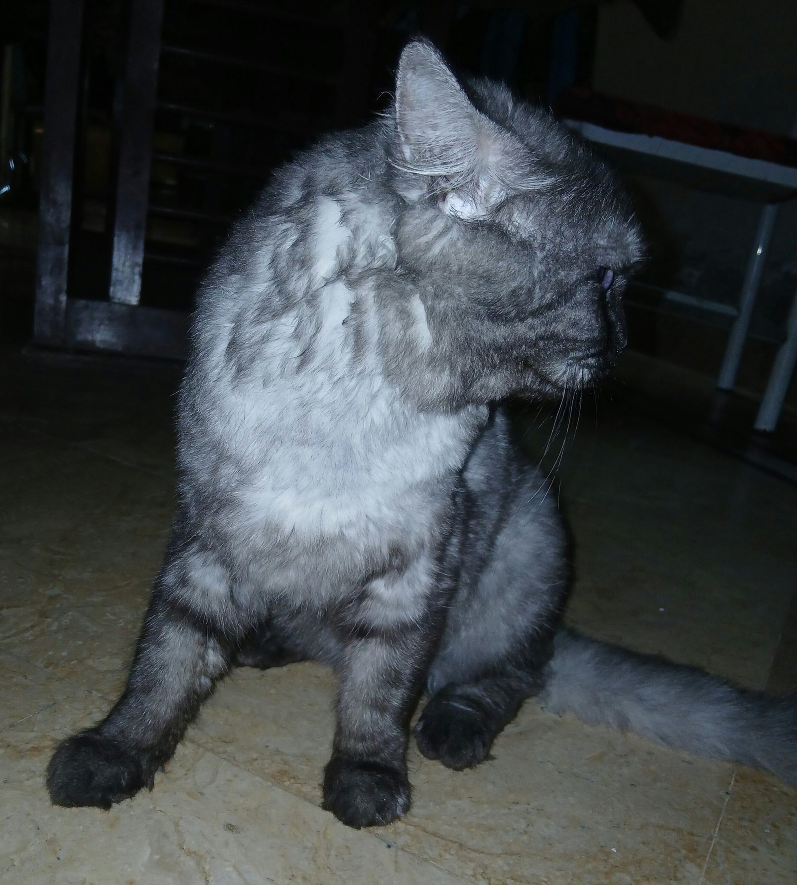 Persian Stud Male Cat for Sale – 2 Years Old, Charcoal Grey