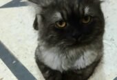 Persian Stud Male Cat for Sale – 2 Years Old, Charcoal Grey