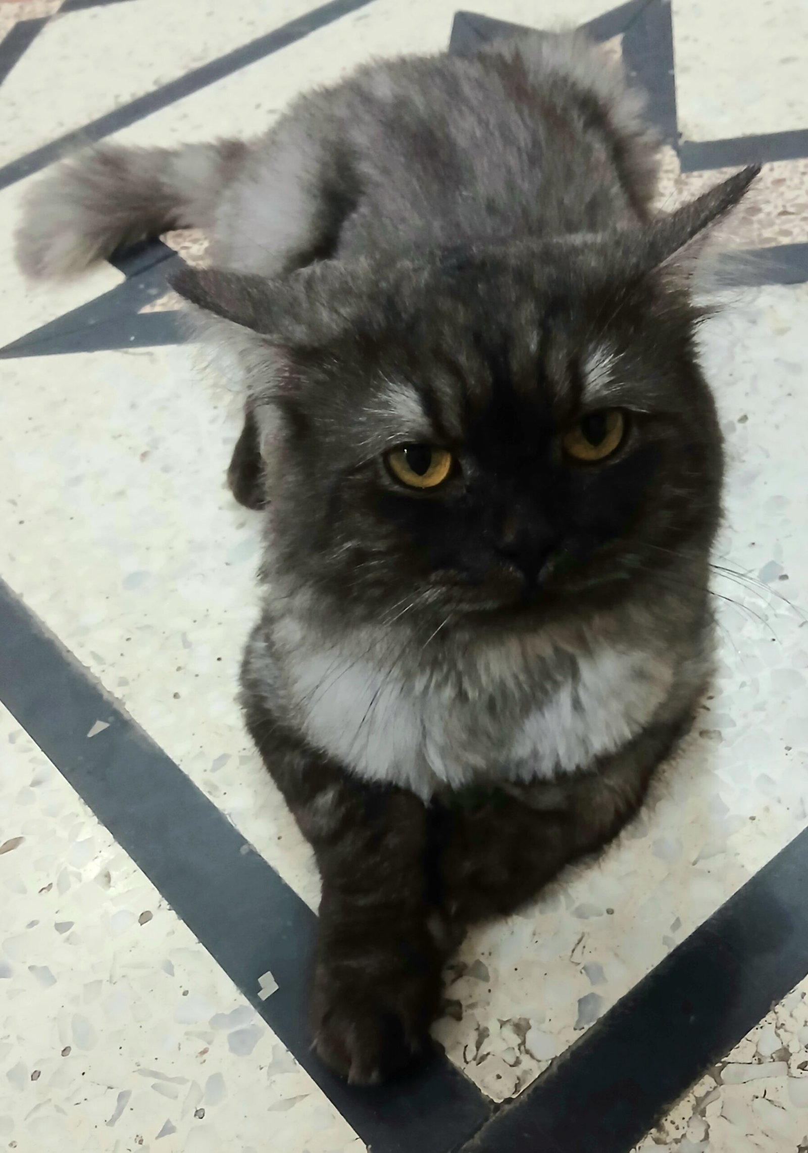 Persian Stud Male Cat for Sale – 2 Years Old, Charcoal Grey