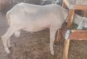 Chatra for Sale