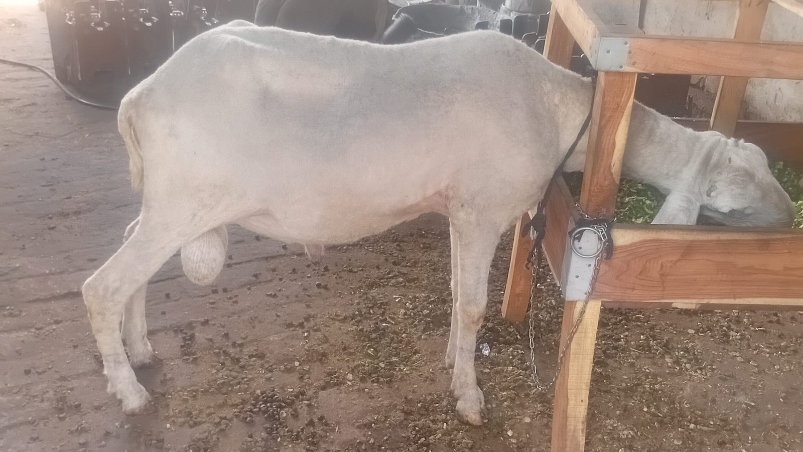 Chatra for Sale