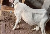 Chatra for Sale