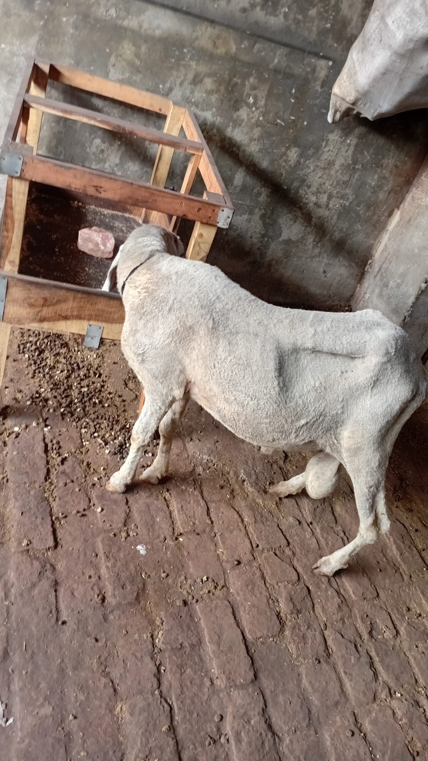 Chatra for Sale