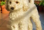 White poodle dog