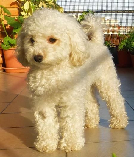 White poodle dog