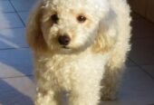 White poodle dog