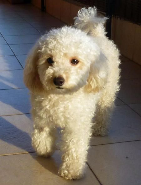 White poodle dog