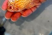 Goldenbase kamfa kml flower horns bigkok fish 03092798698