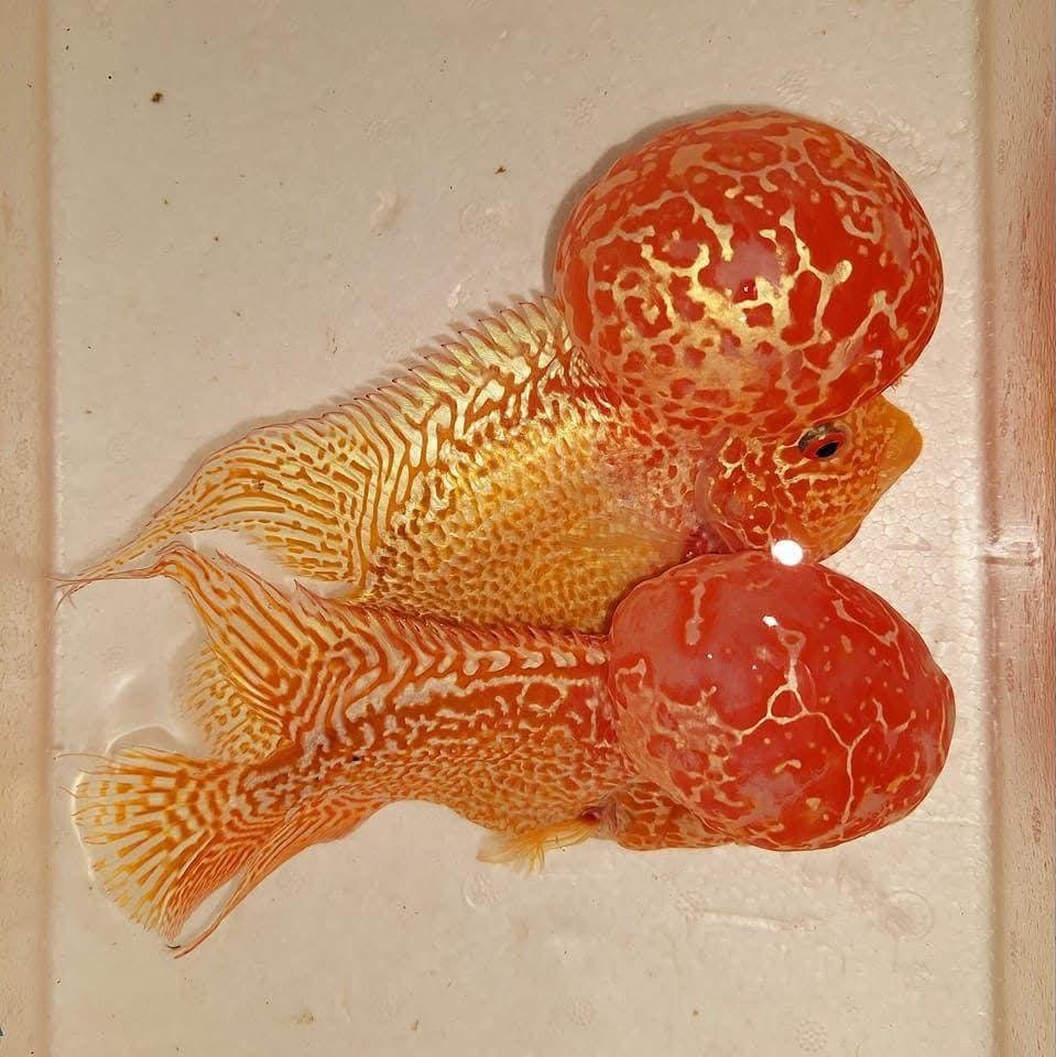 Goldenbase kamfa kml flower horns bigkok fish 03092798698