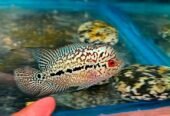 Goldenbase kamfa kml flower horns bigkok fish 03092798698