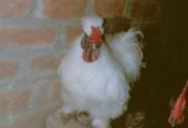 Silkie Bread