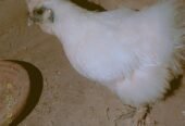 Silkie Bread