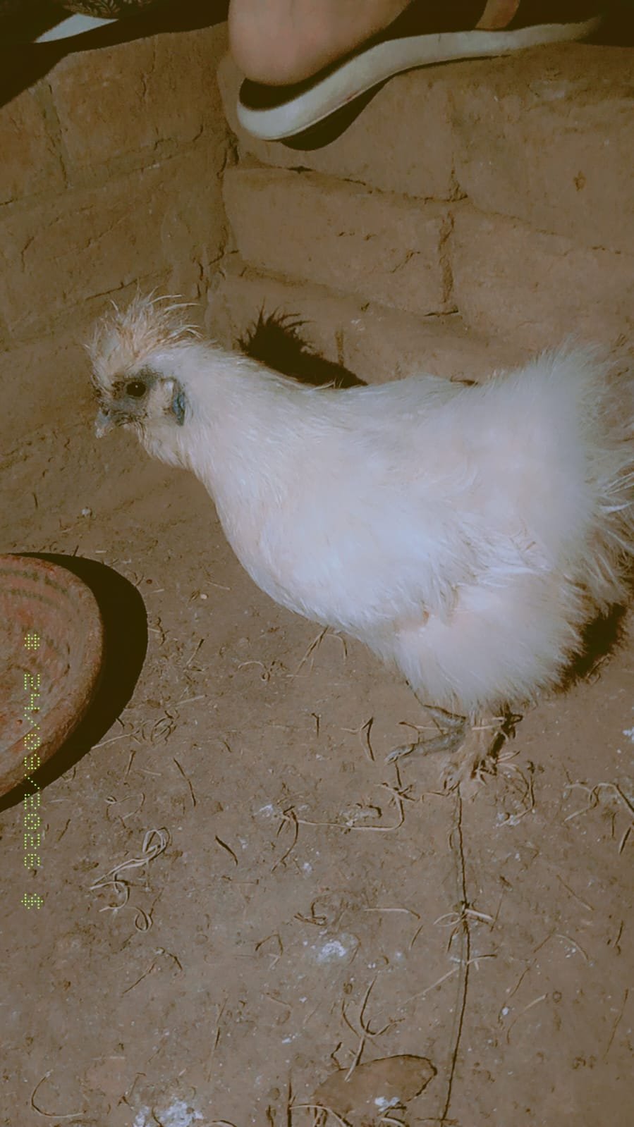 Silkie Bread