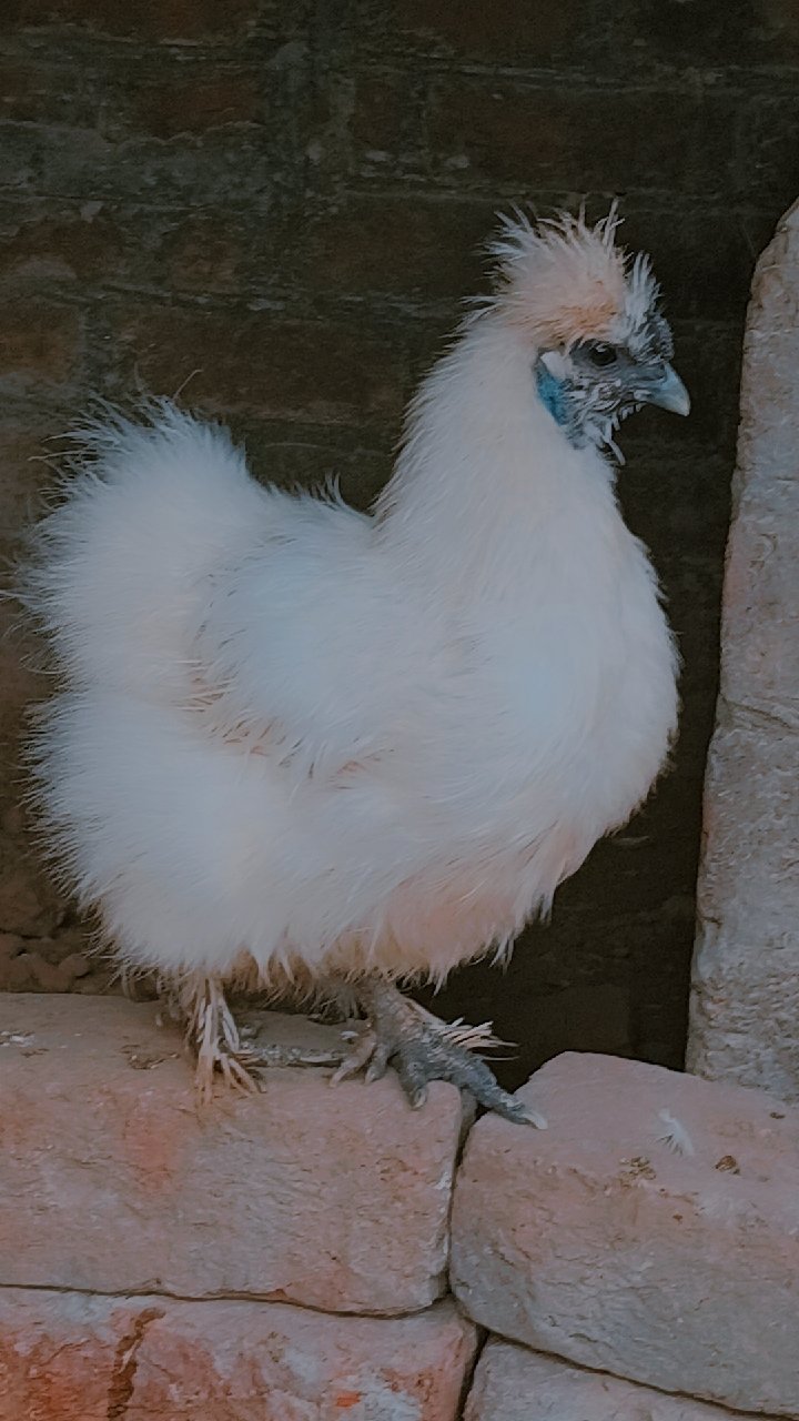 Silkie Bread