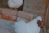 Silkie Bread