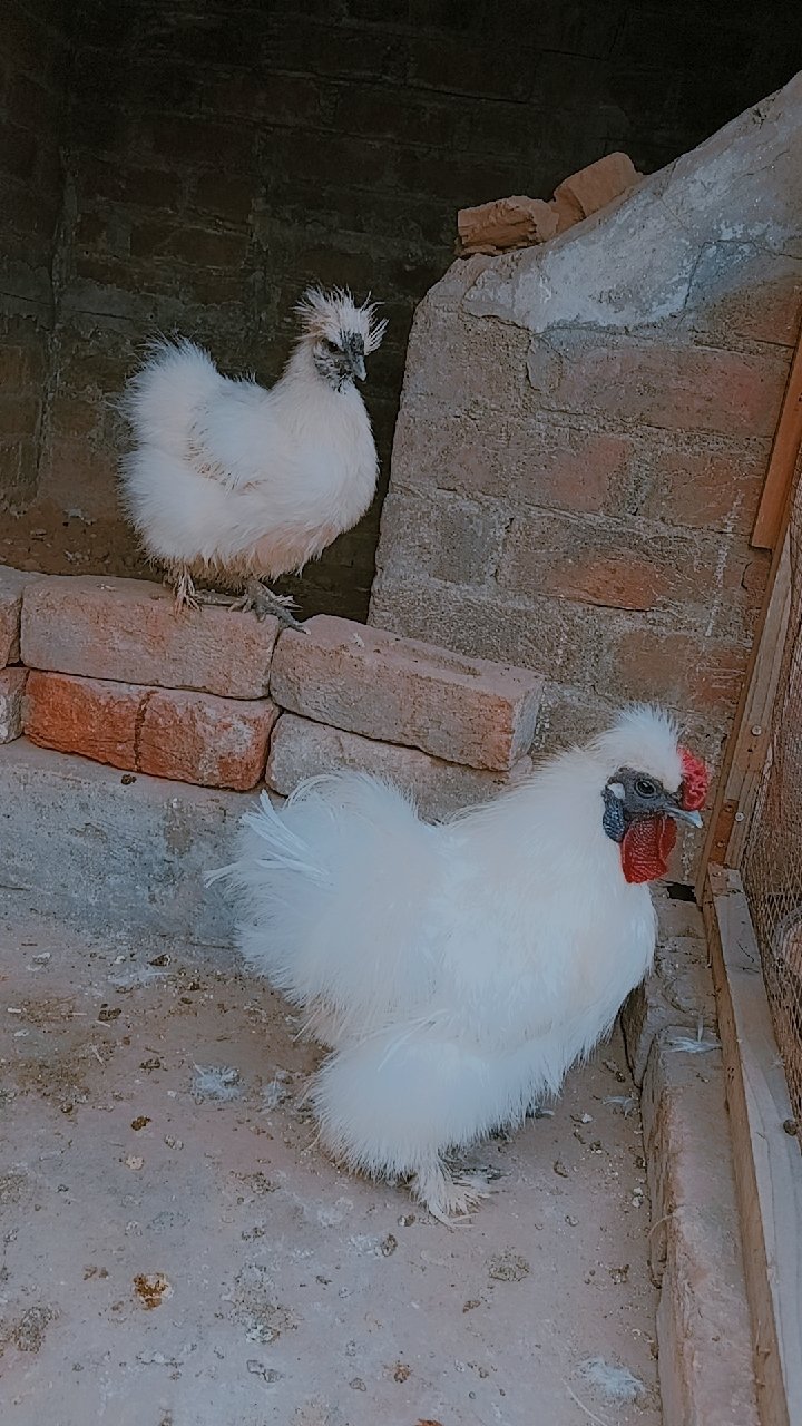 Silkie Bread