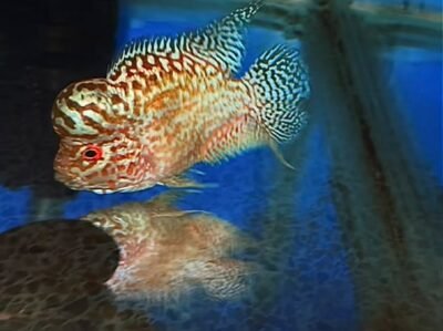 IMG-20260925-WA0185