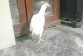Aseel heera
