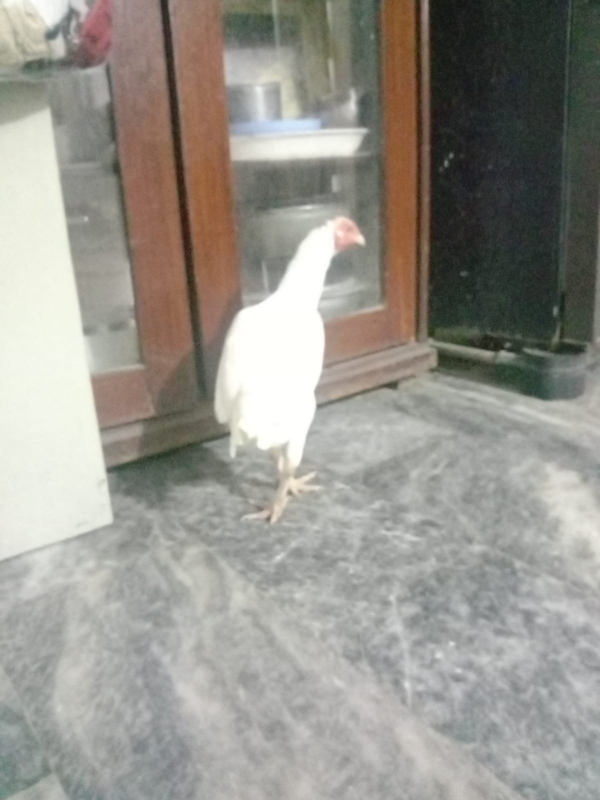 Aseel heera