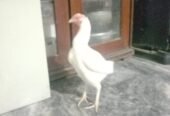 Aseel heera