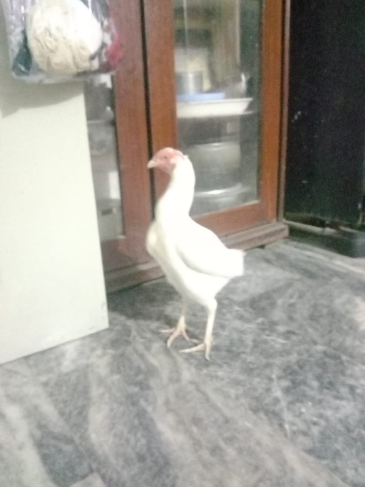 Aseel heera