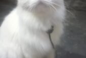 Persian cat 3ripple code 2shade eyes