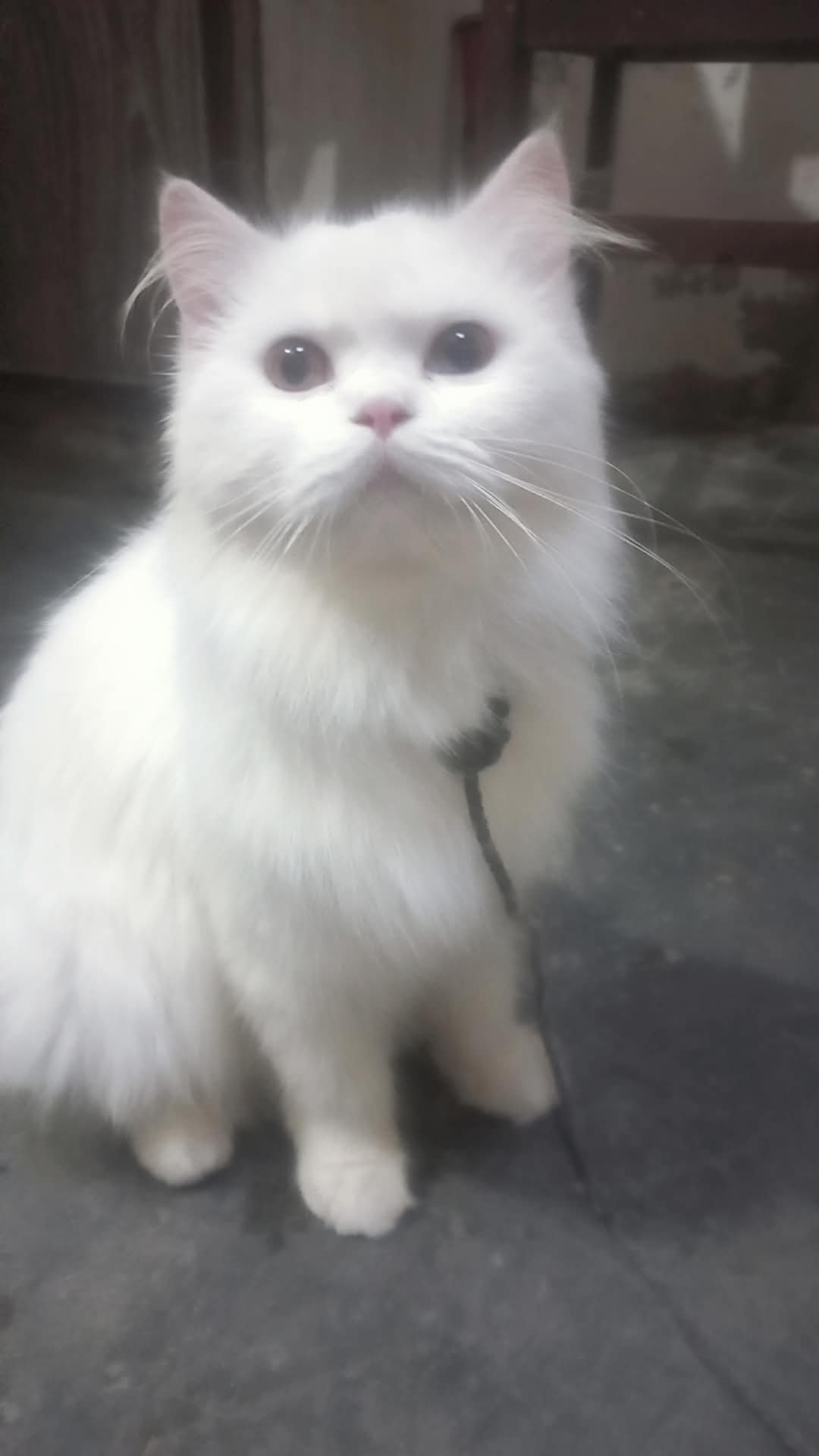 Persian cat 3ripple code 2shade eyes