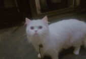 Persian cat 3ripple code 2shade eyes