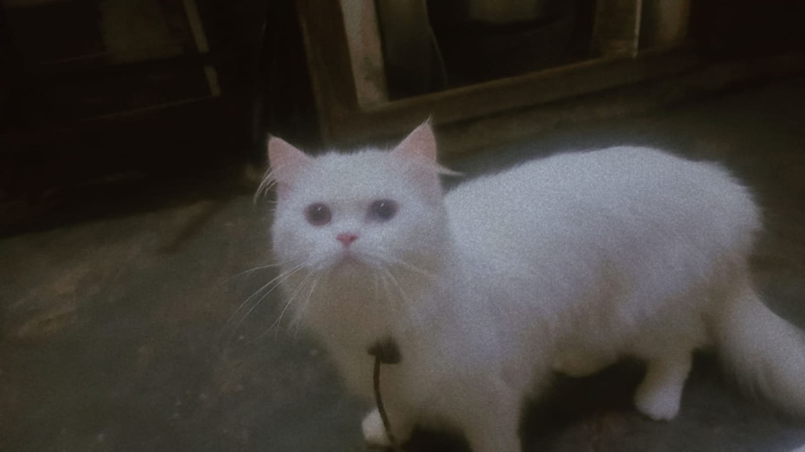 Persian cat 3ripple code 2shade eyes