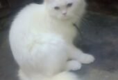 Persian cat 3ripple code 2shade eyes