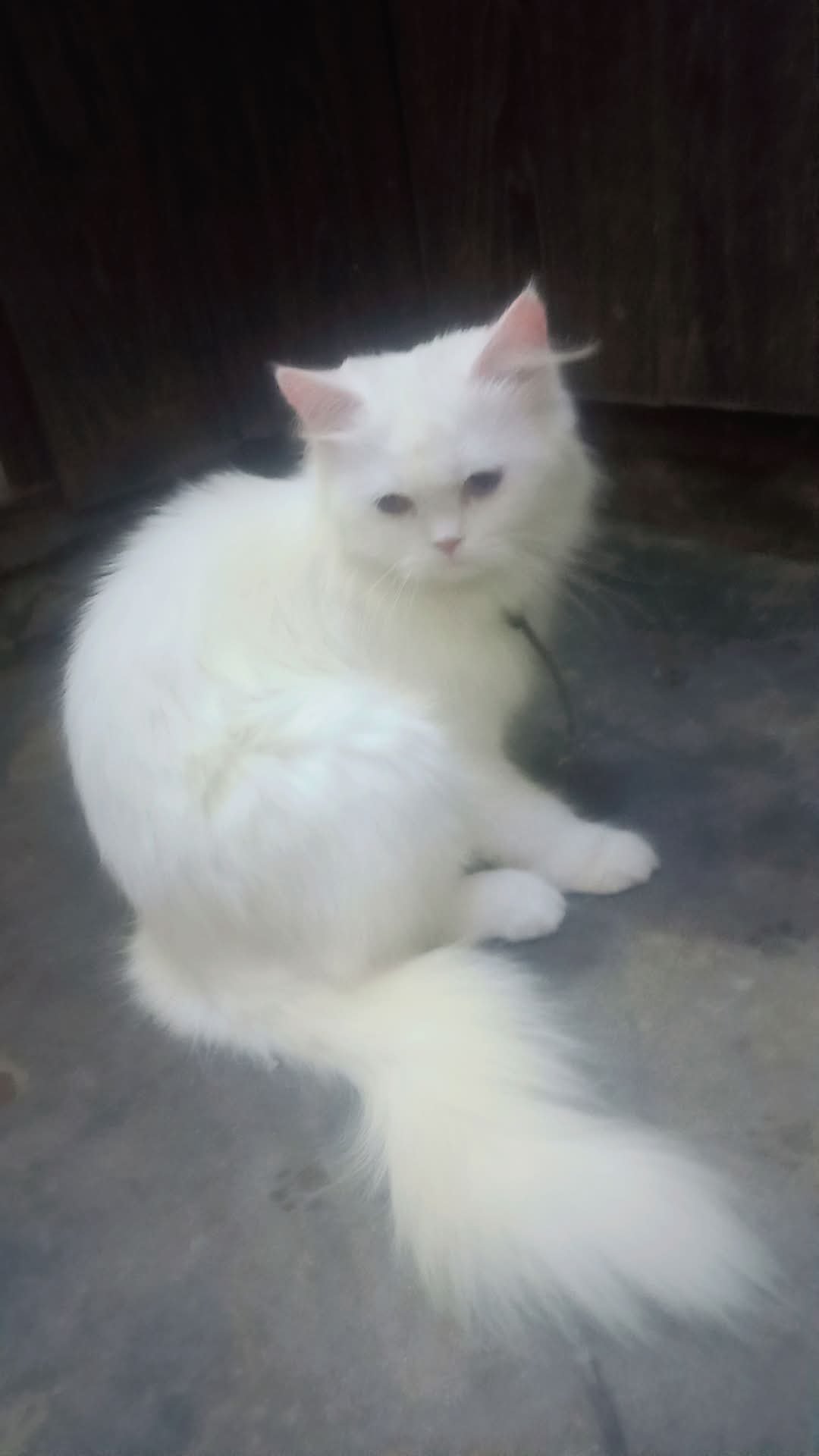 Persian cat 3ripple code 2shade eyes