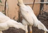 Aseel shamo pair
