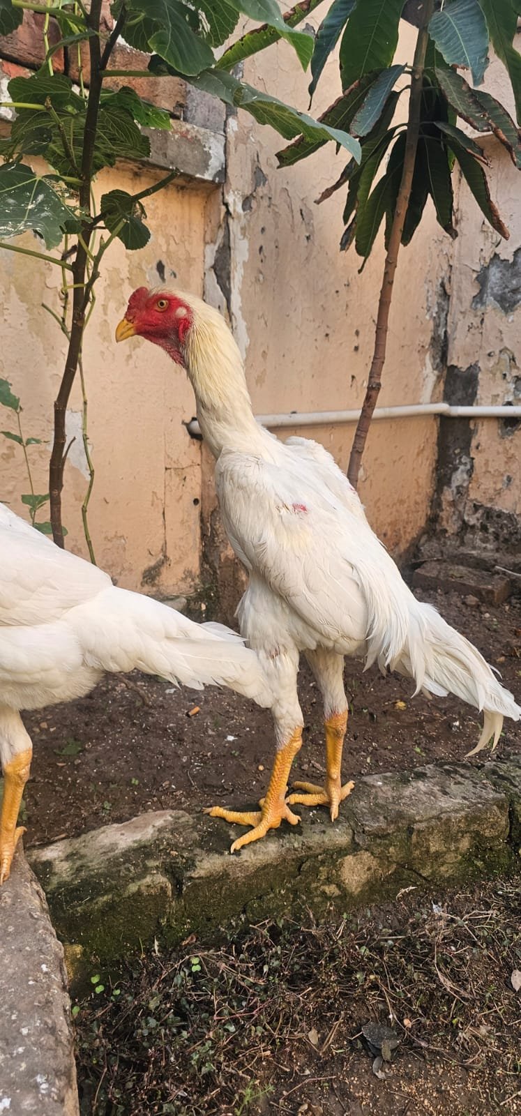 Aseel shamo pair