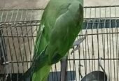 Handtame Alexandrine Raw Parrot