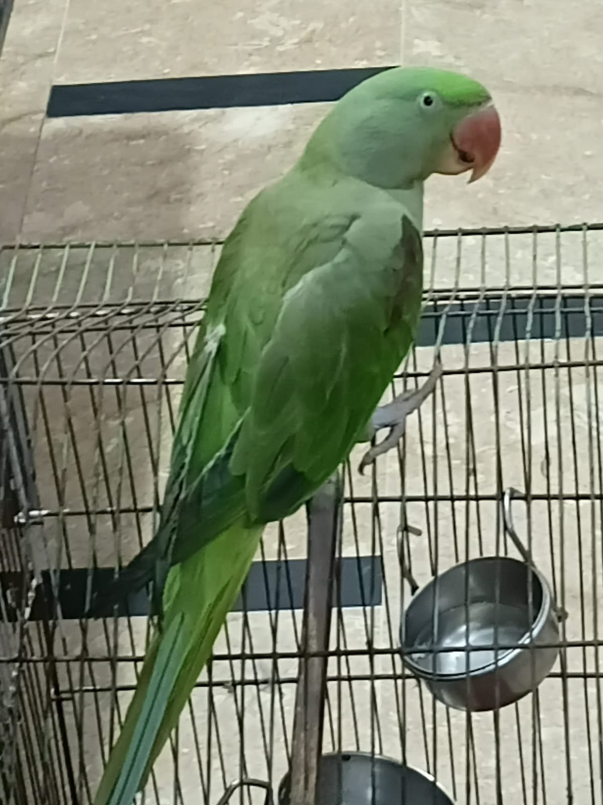 Handtame Alexandrine Raw Parrot