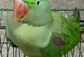 Handtame Alexandrine Raw Parrot