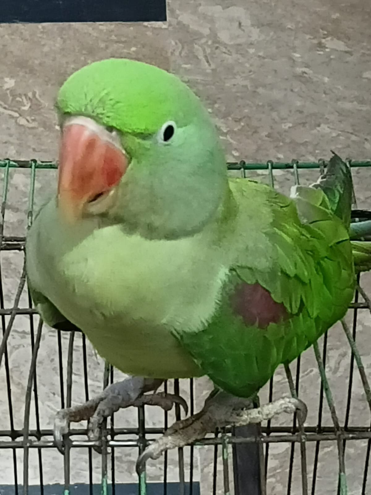 Handtame Alexandrine Raw Parrot