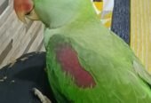 Handtame Alexandrine Raw Parrot