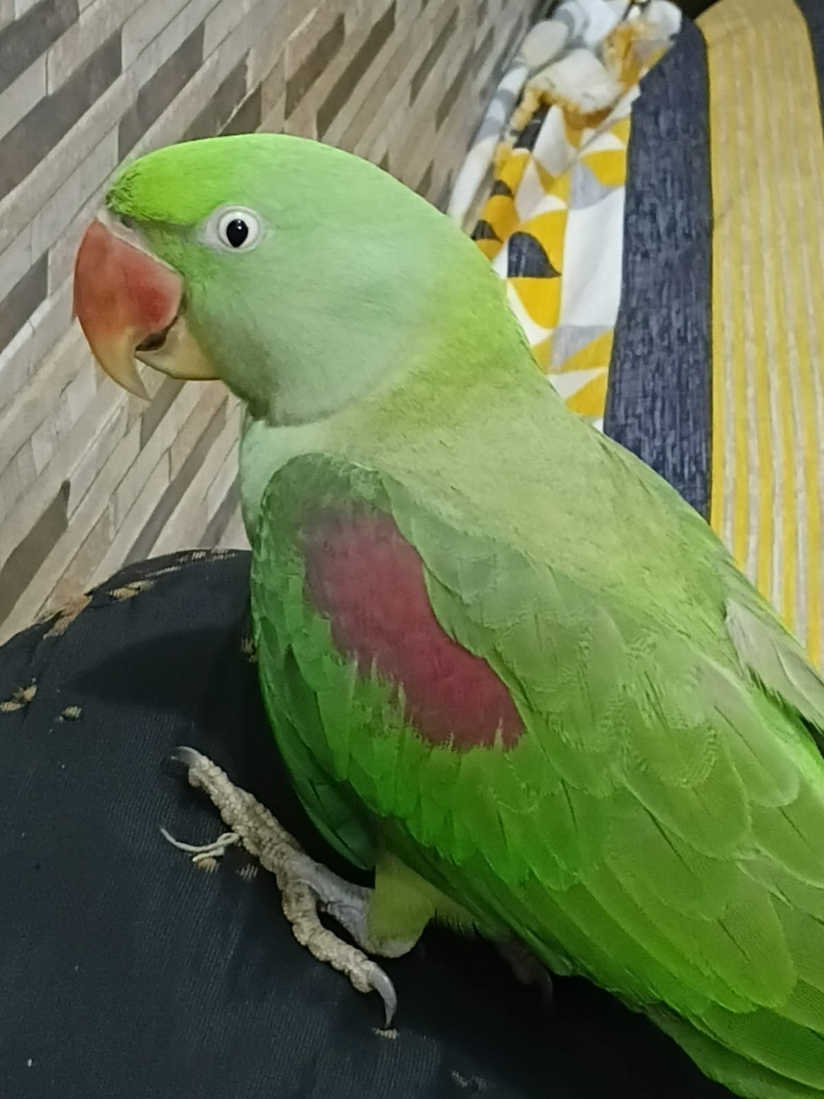 Handtame Alexandrine Raw Parrot