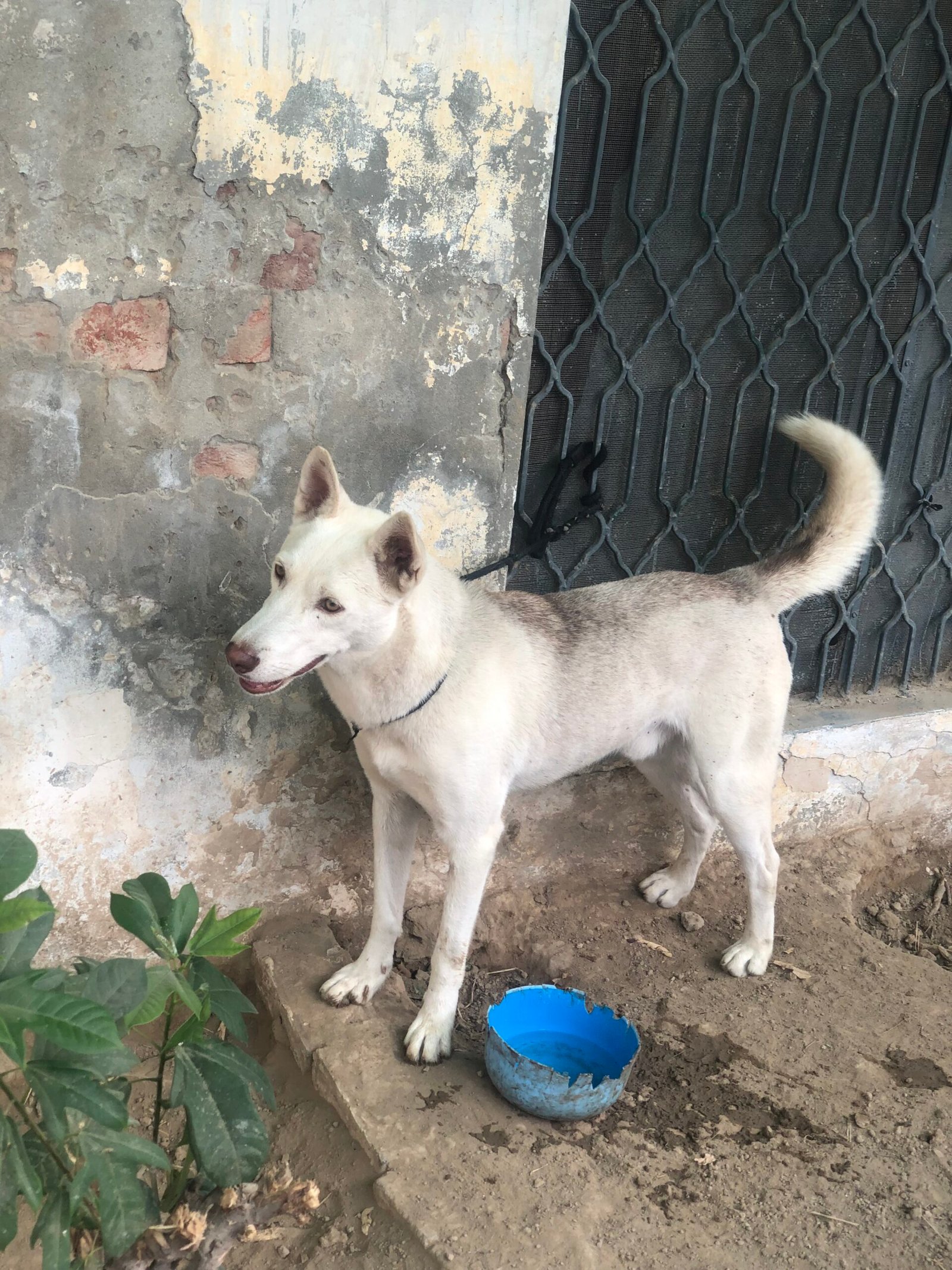 German Shepherd & Husky Cross